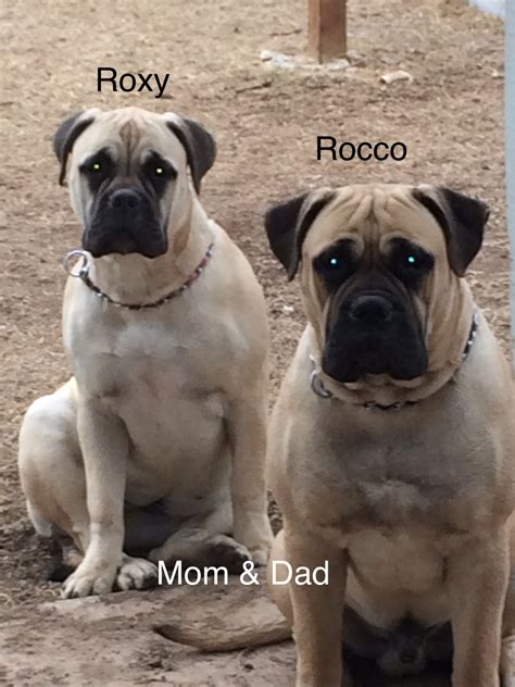 With their breeder, waiting for you! Bullmastiff Puppies For Sale | San Antonio, TX #275595