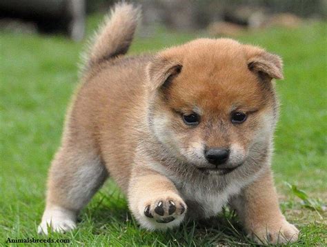 Shiba Inu Puppies Rescue Pictures Information Temperament Price