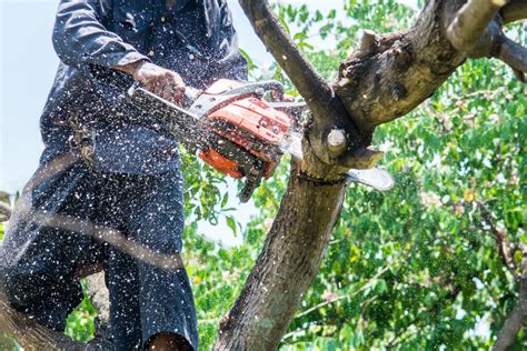 Benefits of Tree Removal Services - Warner Tree Service