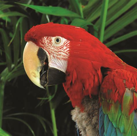 Top 10 Facts About The Amazon Rainforest Amazon Rainforest Animals