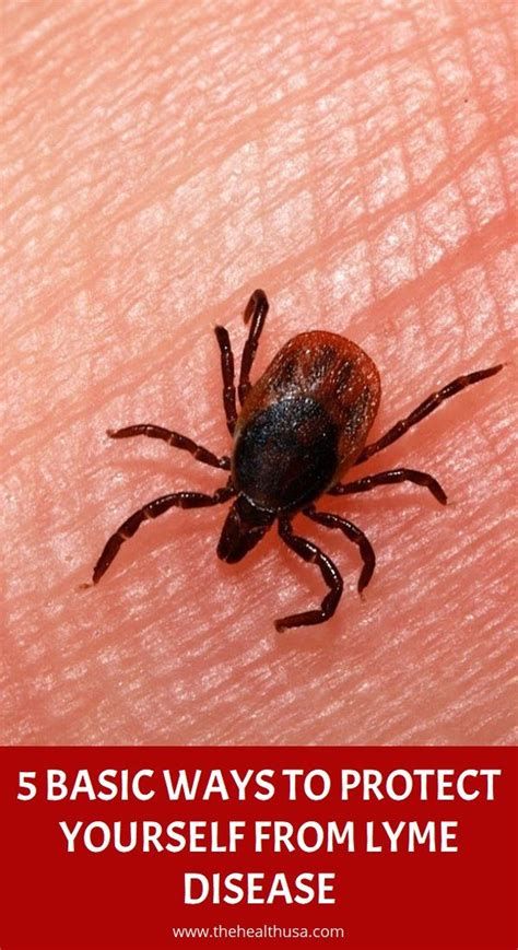 5 Basic Ways To Protect Yourself From Lyme Disease The Health Usa In