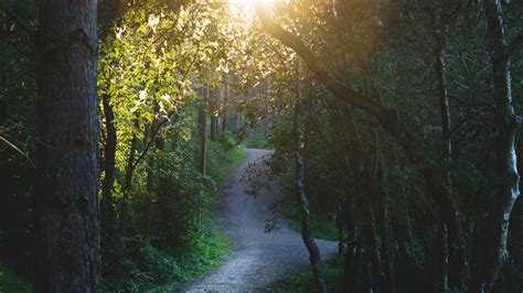 Path Between Trees Forest Sunbeam Hd Nature Wallpapers Hd Wallpapers