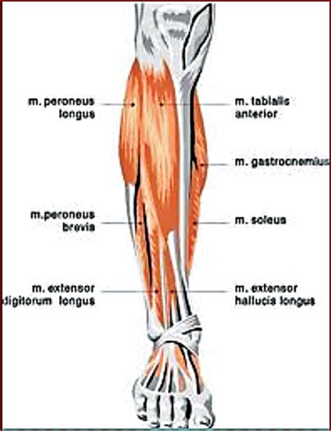 Labeled Muscles Of Lower Leg Yahoo Search Results Lower Leg Muscles