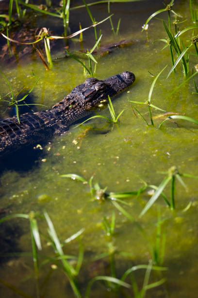 70 Alligator Ambush Usa Animal Stock Photos Pictures And Royalty Free