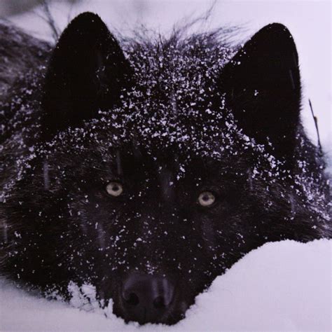 Hd wallpaper black wolf 4k wallpaper flare.iphone wallpaper wolf, black wolf. Black Wolf Over 1080 X 1080 : Ttdeye Black Wolf Colored ...
