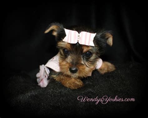 Teacup yorkie home, we believes so much in customers satisfaction, and we offer being small yorkie breeders, we can provide healthy yorkie puppies for sale that you can take home and continue to love and spoil them like we do. Female Teacup Yorkie Puppies For Sale in TX | Wendys Yorkies