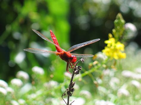 Free Images Nature Wing Flower Flying Fly Wildlife Wild
