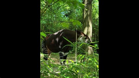 Okapi At The Bronx Zoo Gottalovenewyork Youtube