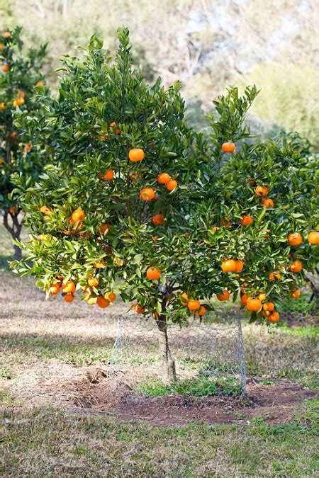 Mandarin Citrus Reticulata Black Bridge Nurseries