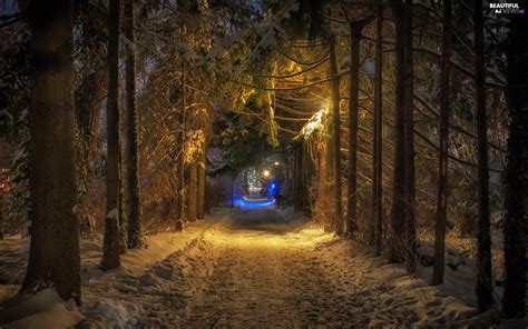 Forest Night Winter Way Beautiful Views Wallpapers 1920x1200