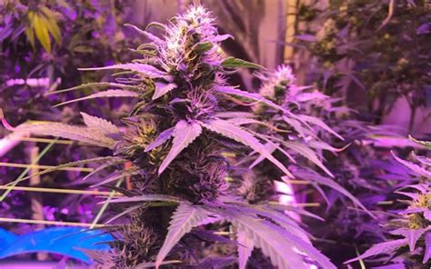 Purple Kush Cannabis Strain Information Leafly