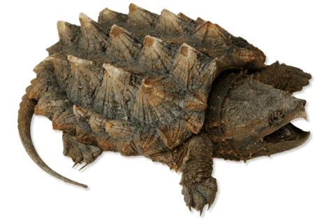 Macrochelys Temminckii Alligator Snapping Turtle Herps Of Arkansas