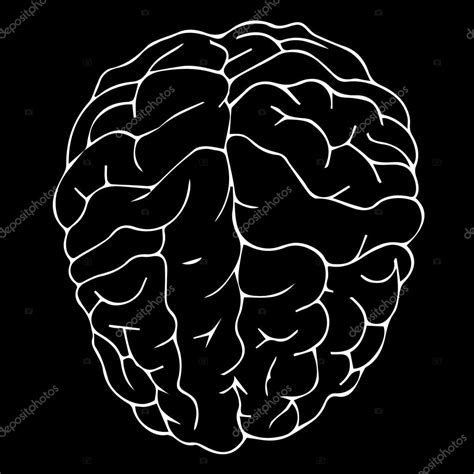 Brain vector. Brain illustration. Brain medical. Brain idea. Brain ...