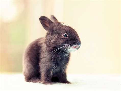 Photographer Documents His Baby Bunnies Growing Up For 30 Days
