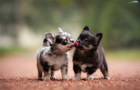 puppies sweet chihuahua puppies dogs wallpapers