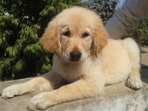 See what to expect when you choose this majestic breed. Golden Retriever Puppies for Sale(awesh 1)(15813) | Dogs ...