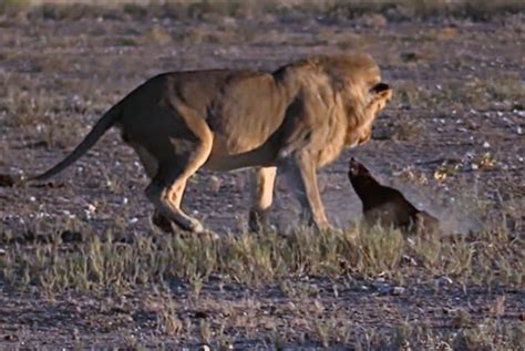 Daring Confrontation Honey Badgers Defiance Echoes In Lions Howl