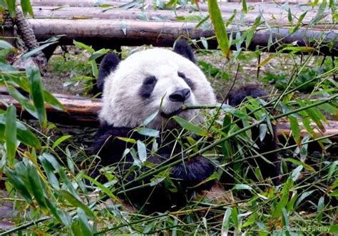 Chengdu Research Base Of Giant Panda Breeding Baldhiker