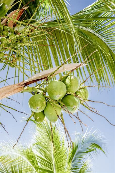 Bunch Of Green Coconuts On The Coconut Tree Stock Photo Image Of