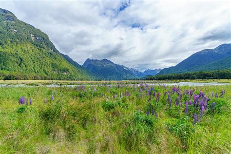 Meadow With Lupins On A River Between Mountains New Zealand 41 Stock