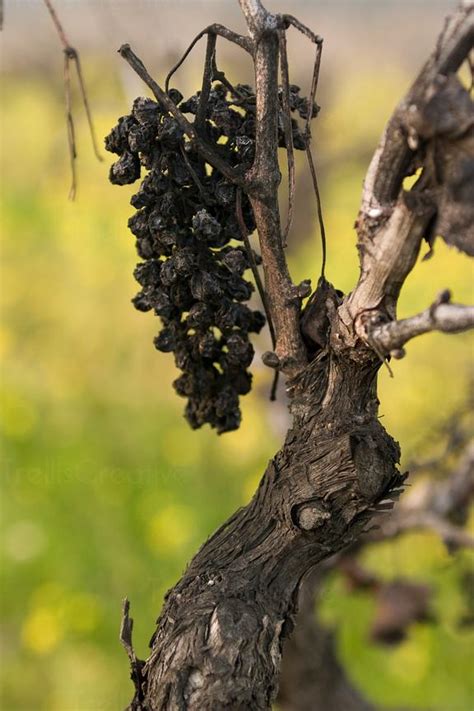 Image Dried Cluster Of Wine Grapes Rots On A Dormant Vine High Res