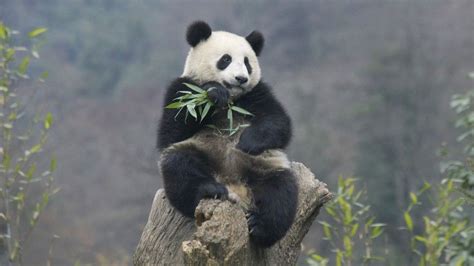 Heres More Proof Earth Is In Its 6th Mass Extinction Panda
