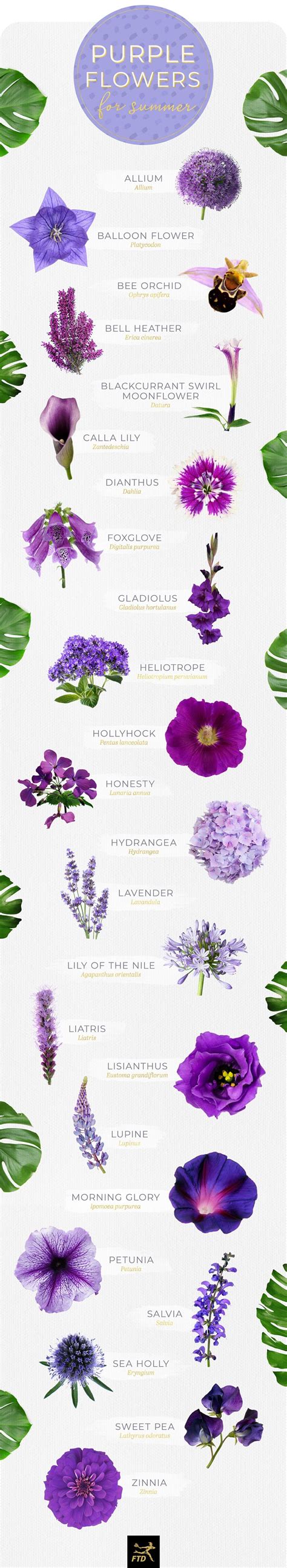 50 Types of Purple Flowers (Dengan gambar)