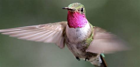 Wild Hummingbirds See A Broad Range Of Colors Humans Can Only Imagine