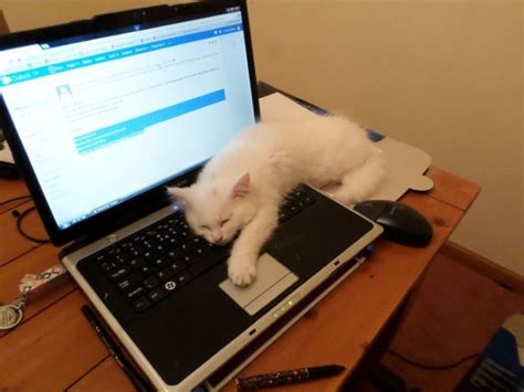 Estos Gatos Adoran Las Laptops Y No Sabemos Por Qué