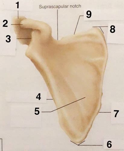 Anterior View Of Scapula Flashcards Quizlet