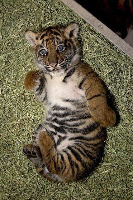 Adorable Baby Tiger Cute Tigers Cute Tiger Cubs Animals Beautiful