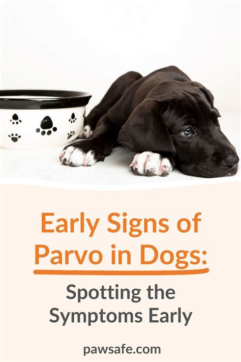 Early Signs Of Parvo In Dogs Spotting The Symptoms Early Parvo Dogs