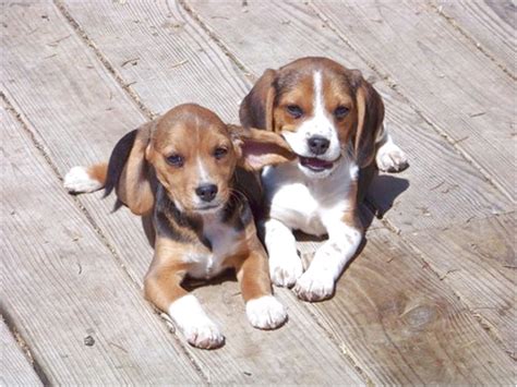 Get healthy pups from responsible and professional breeders at puppyspot. miniature beagle puppies for sale in florida
