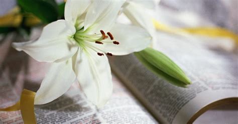 25 Resurrection Scriptures To Celebrate He Has Risen 959 The Fish