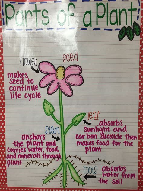 My Parts Of A Plant Anchor Chart Plants Anchor Charts Anchor Charts