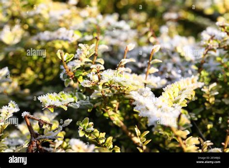 Privet Hedge Winter Hi Res Stock Photography And Images Alamy