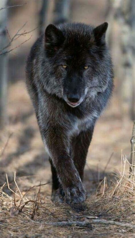 One Of The Most Beautiful Wolves I Have Seen Beautiful Wolves
