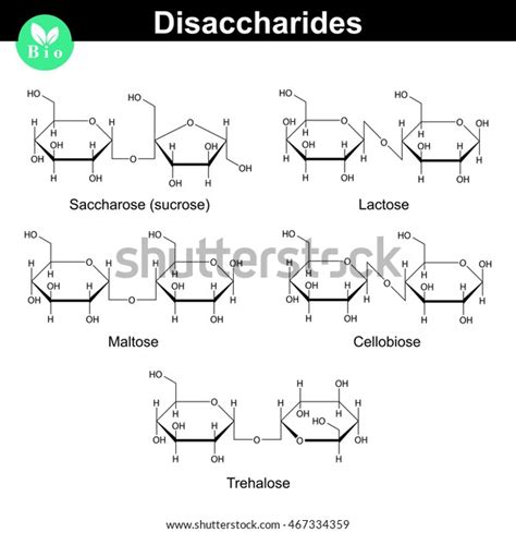 Chemical Formulas Main Disaccharides Sucrose Lactose Stock Illustration