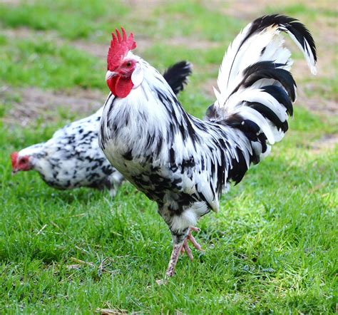 10 Most Expensive Chickens In The World With Comparison Table
