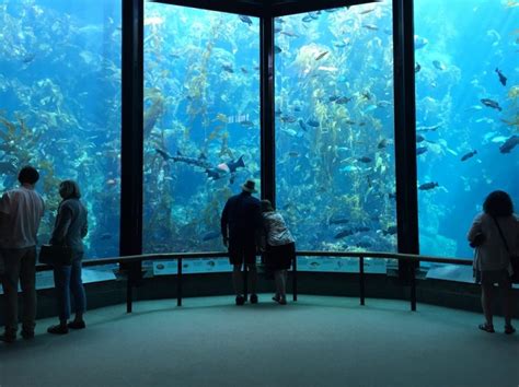 Monterey Bay Aquarium To Reopen For Visitors In July Santa Cruz Tech Beat