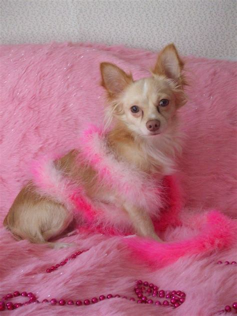 Pretty In Pink Chihuahua My Dog Posing For Me Flickr