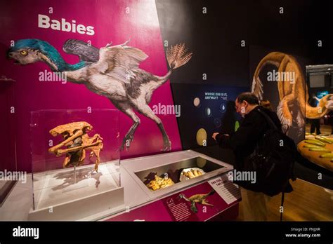 160315 New York March 15 2016 Xinhua A Visitor Looks At Dinosaur Fossils During The