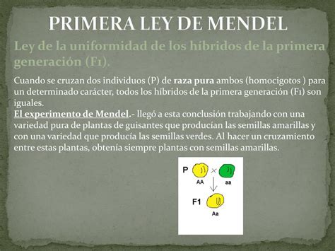 Ppt Las Leyes De Mendel Powerpoint Presentation Free Download Id