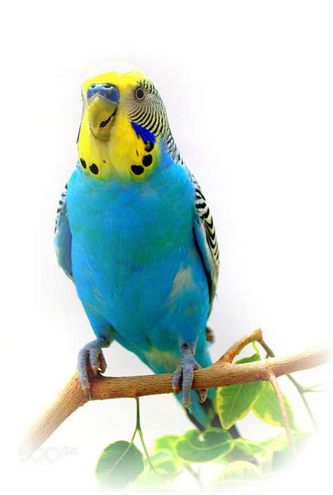 Blue Budgie By Nate Abbott 500px Budgies Parrot Blue Budgie Budgie