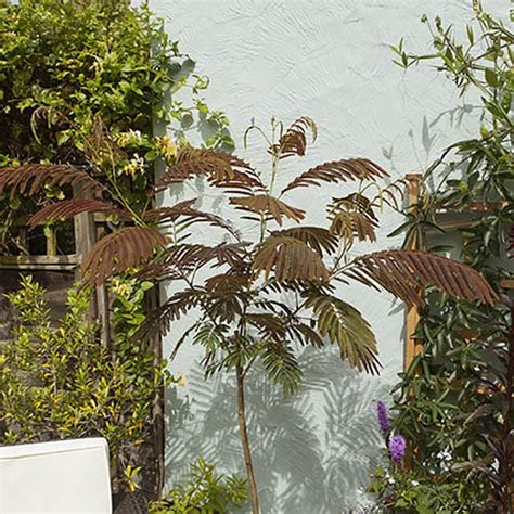 Fine, feathery foliage provides nice dappled shade in summer. Chocolate Silk Tree - Albizia 'Summer Chocolate' | YouGarden