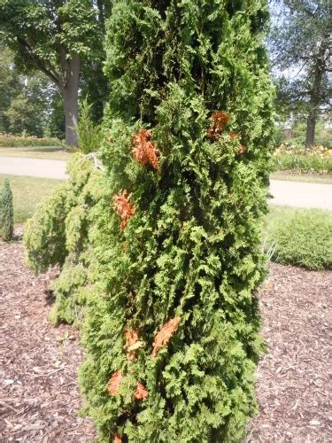 Arborvitae is a great type of tree to have on your property. Leyland Cypress/Cryptomeria/Arborvitae - Diagnosing ...