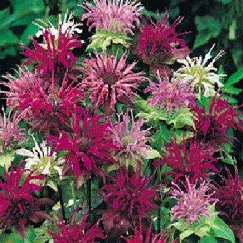 While they may not return every year, annual flowers have something going for them in that they tend to bloom much longer than perennials. Monarda Bee Balm Mix Flower Seeds / Perennial 50+ by ...