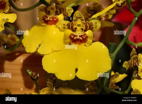 A Dancing Lady Orchid Oncidium Yellow Flower Bloom In Close Up Or