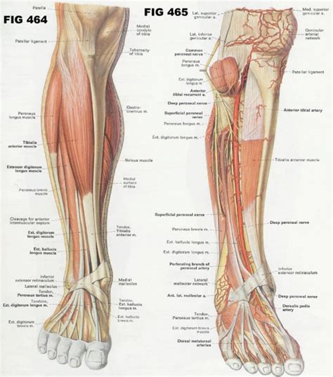 This entry was posted in anatomy by admin. 56 best images about anatomy references - leg on Pinterest ...