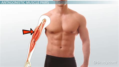 Agonist Muscle Definition And Example Video And Lesson Transcript